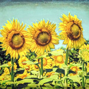 Country Sunflower Wall Decor