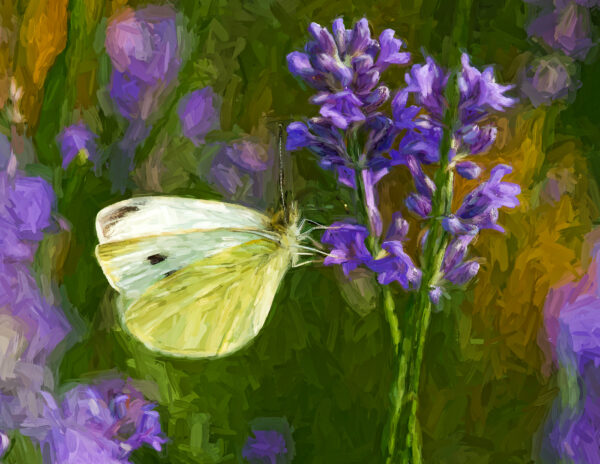 Cabbage Butterfly Art Photo