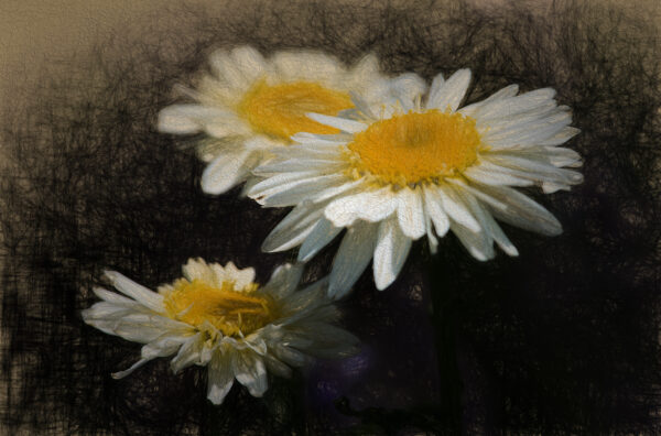 Daisy Glow