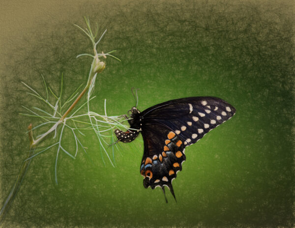 Dill Swallowtail